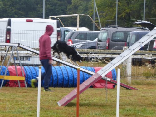 Concours d'agility, Montret, 28 juillet 2019