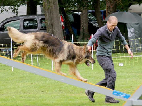 Concours d'agility, nos fontenois au château de la Loyere