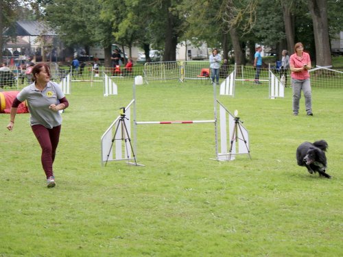 Concours d'agility, nos fontenois au château de la Loyere