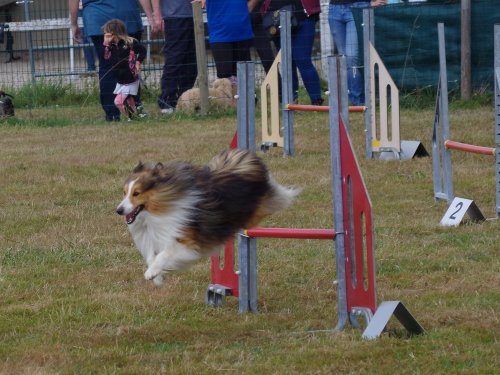 Concours d'agility, Montret, 28 juillet 2019