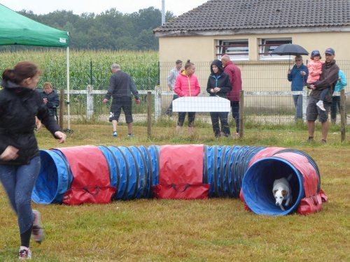 Concours d'agility, Montret, 28 juillet 2019