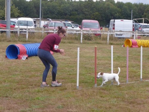 Concours d'agility, Montret, 28 juillet 2019