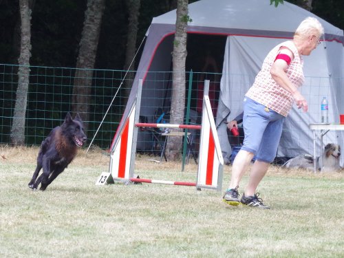 Concours d'agility, Sanvignes, 5 août 2017