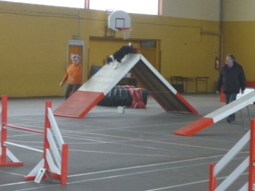 Concours d'agility, Seurre, 22 février 2015