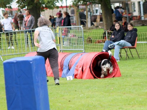 Concours d'agility, nos fontenois au château de la Loyere