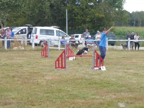 Concours d'agility, Montret, 28 juillet 2019