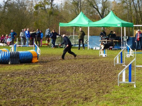 Concours d'agility, Gergy, 25mars 2018