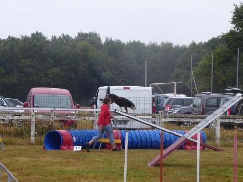 Concours d'agility, Montret, 28 juillet 2019