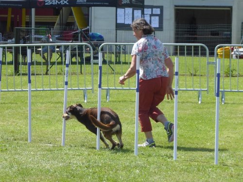 Concours d'agility, Montbard, 24 juin 2018