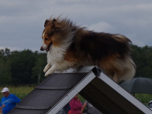 Concours d'agility, Montret, 28 juillet 2019