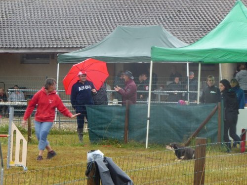 Concours d'agility, Montret, 28 juillet 2019