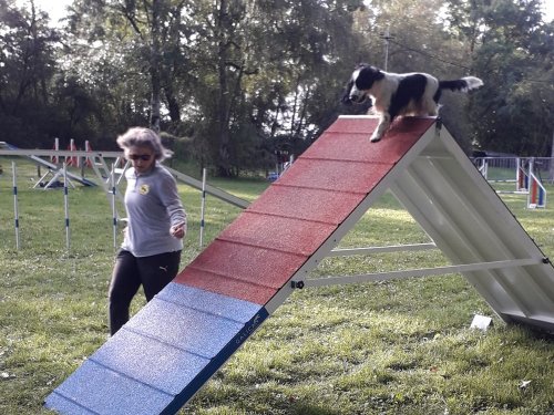 Concours d'agility, Châtenoy le Royal 28 septembre 2025
