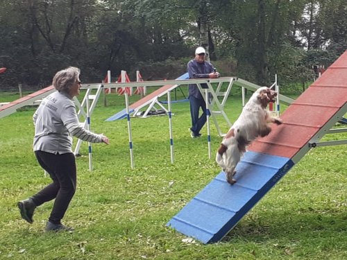 Concours d'agility, Châtenoy le Royal 28 septembre 2025
