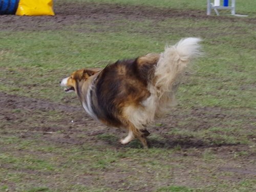 Concours d'agility, Gergy, 25mars 2018