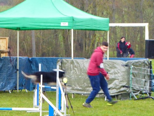 Concours d'agility, Gergy, 25mars 2018