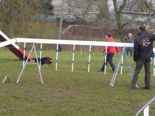 Concours d'agility, Gergy, 25mars 2018