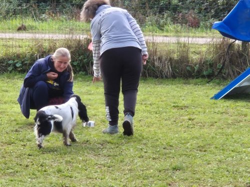 Stage d'agility, 12 octobre 2025