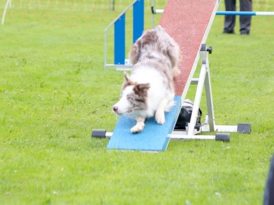 Concours d'agility,  les photos du dimanche