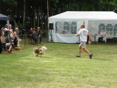 Concours d'agility, Sanvignes, 5 août 2017