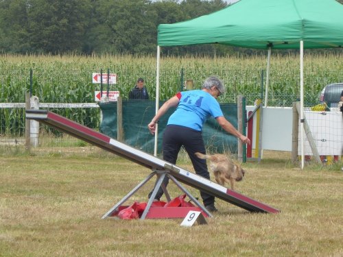 Concours d'agility, Montret, 28 juillet 2019