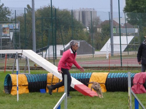 Concours d'agility, Sainte Marie la Blanche, 20 octobre 2019
