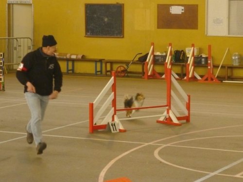 Concours d'agility, Seurre, 22 février 2015