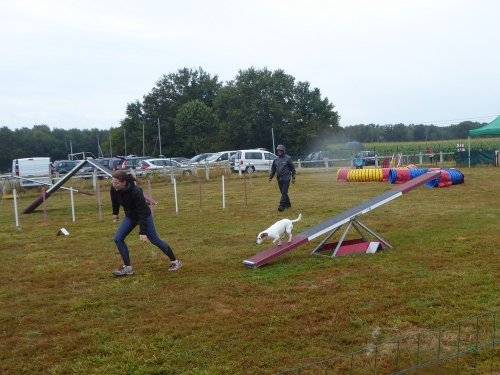 Concours d'agility, Montret, 28 juillet 2019