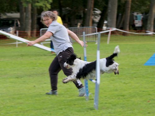 Concours d'agility, nos fontenois au château de la Loyere