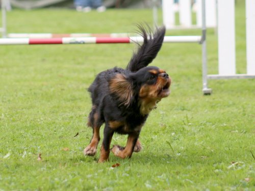 Concours d'agility, nos fontenois au château de la Loyere