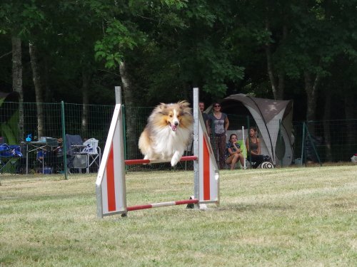 Concours d'agility, Sanvignes, 5 août 2017