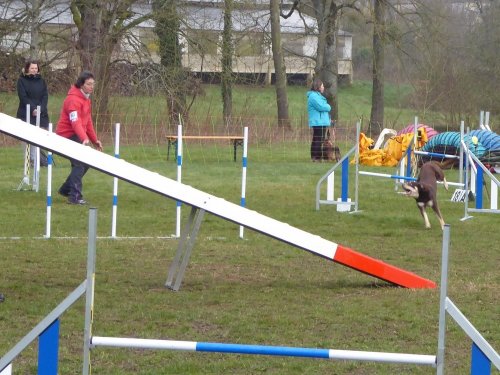 Concours d'agility, Gergy, 25mars 2018