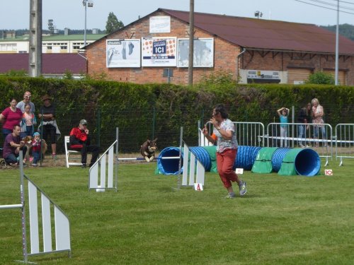 Concours d'agility, Montbard, 24 juin 2018