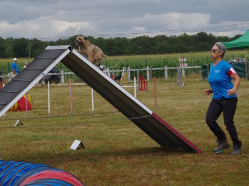 Concours d'agility, Montret, 28 juillet 2019