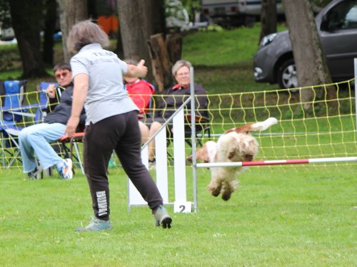 Concours d'agility, nos fontenois au château de la Loyere