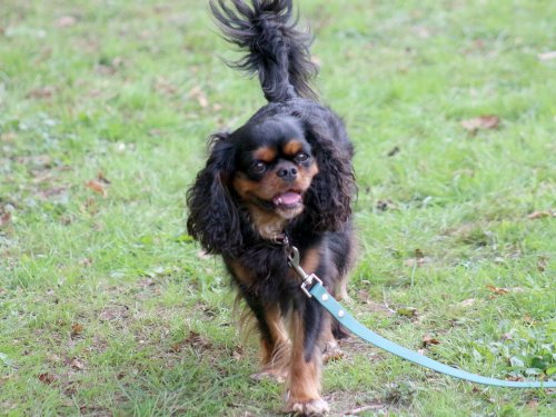 Concours d'agility, nos fontenois au château de la Loyere