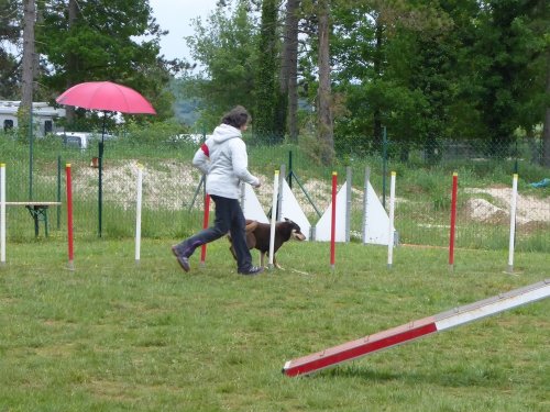 Concours d'agility, Messigny Vantoux, 12 et 13 mai 2018