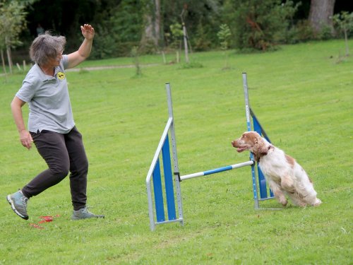 Concours d'agility, nos fontenois au château de la Loyere