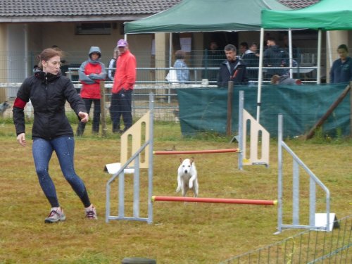 Concours d'agility, Montret, 28 juillet 2019