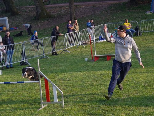 Concours d'agility, Le Creusot, 24 mars 2019