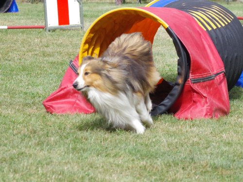 Concours d'agility, Sanvignes, 5 août 2017