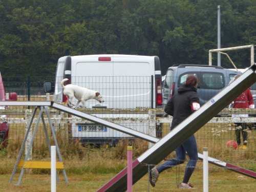 Concours d'agility, Montret, 28 juillet 2019