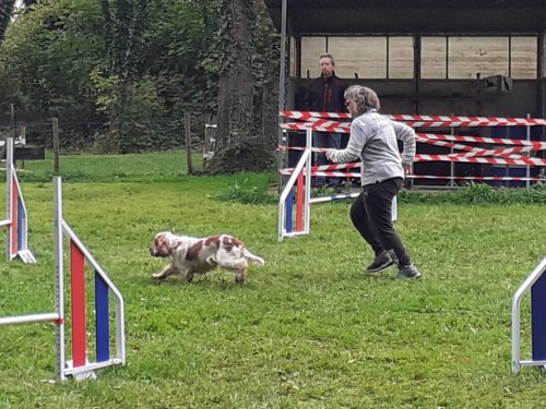 Concours d'agility, Châtenoy le Royal 28 septembre 2025