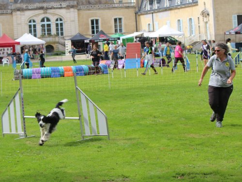 Concours d'agility, nos fontenois au château de la Loyere
