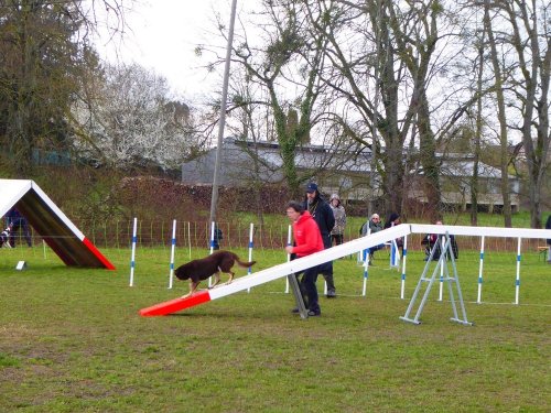 Concours d'agility, Gergy, 25mars 2018