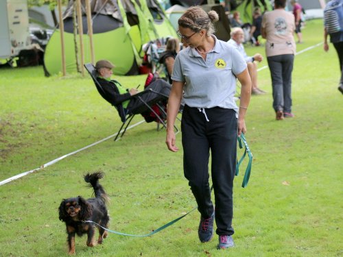 Concours d'agility, nos fontenois au château de la Loyere