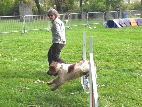 Concours d'agility, Châtenoy le Royal 28 septembre 2025