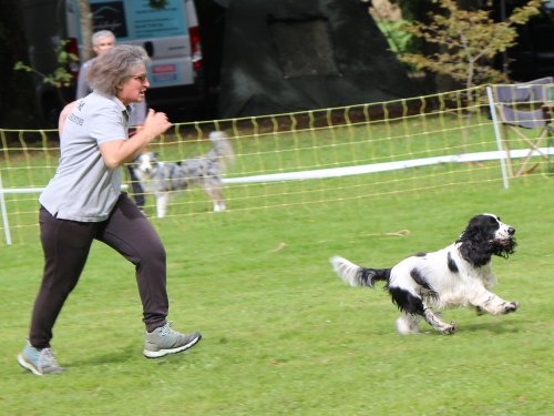 Concours d'agility, nos fontenois au château de la Loyere