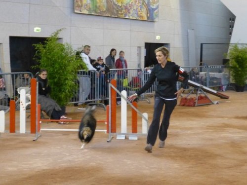 Concours d'agility, Le Creusot, 11 novembre 2014