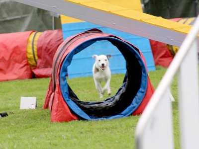 Concours d'agility, les photos du samedi