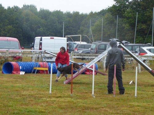 Concours d'agility, Montret, 28 juillet 2019